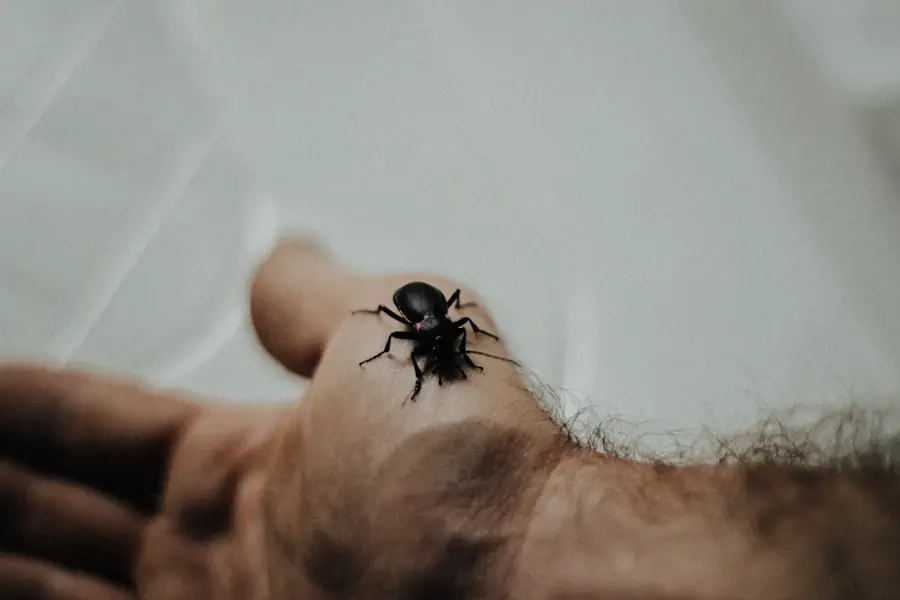 Photo hotel bed bugs