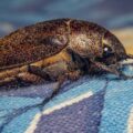 Photo bed bugs