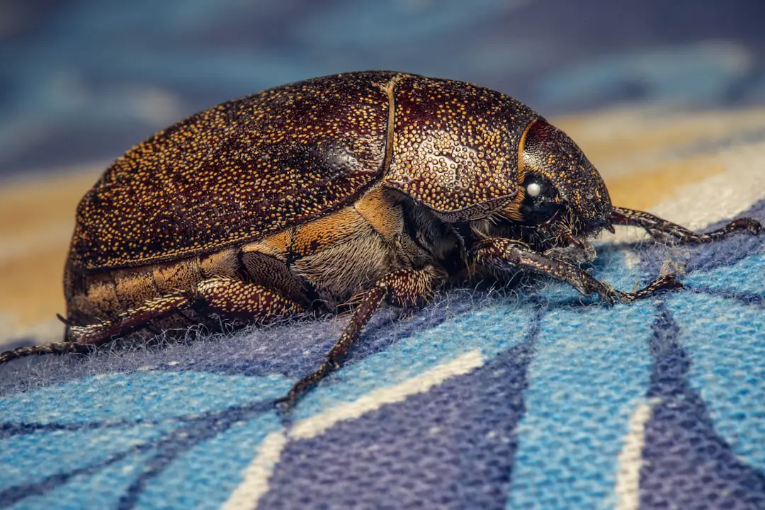 Photo bed bugs