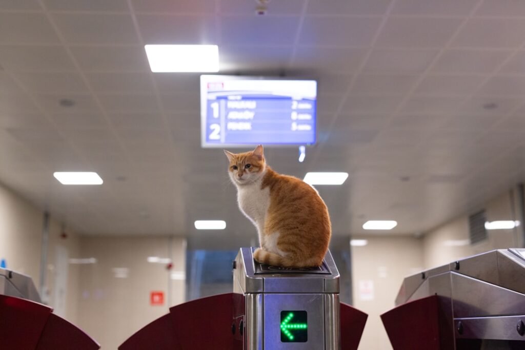 Photo airlines, emotional support animals