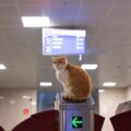 Photo airlines, emotional support animals