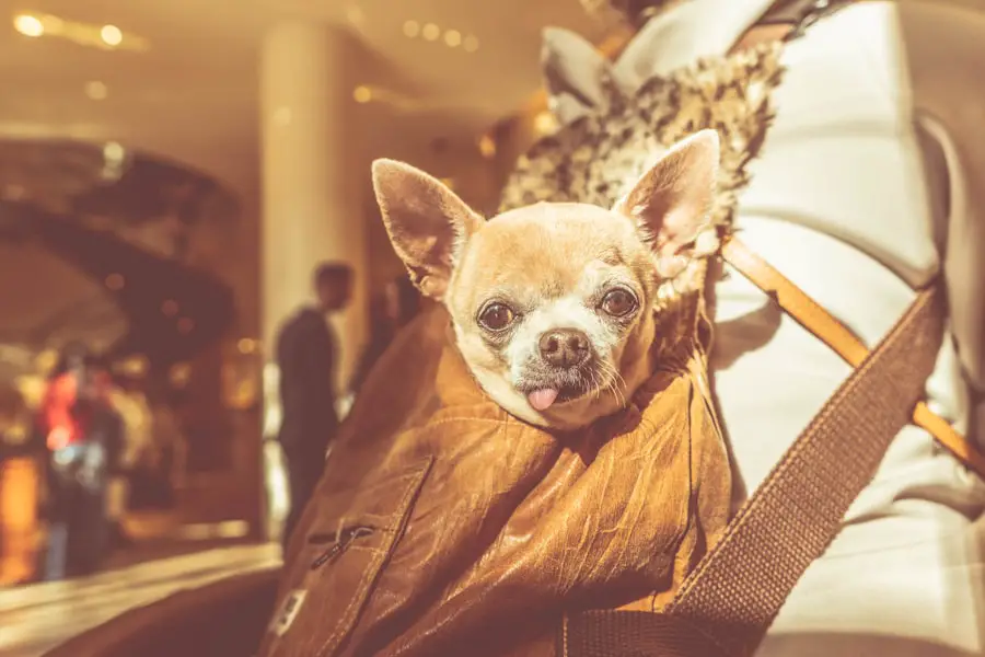 Photo airlines, emotional support animals