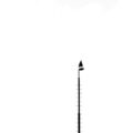 Photo husk height