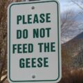 Photo avoid pet fees