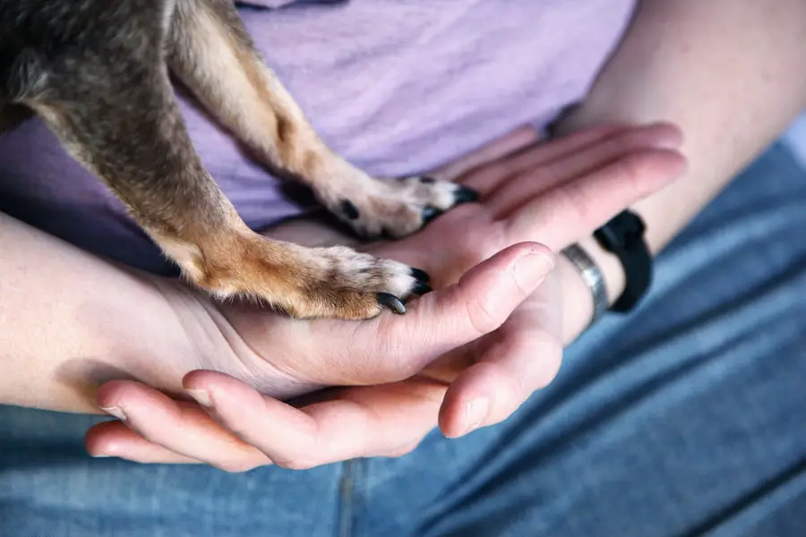 Photo avoid pet fees