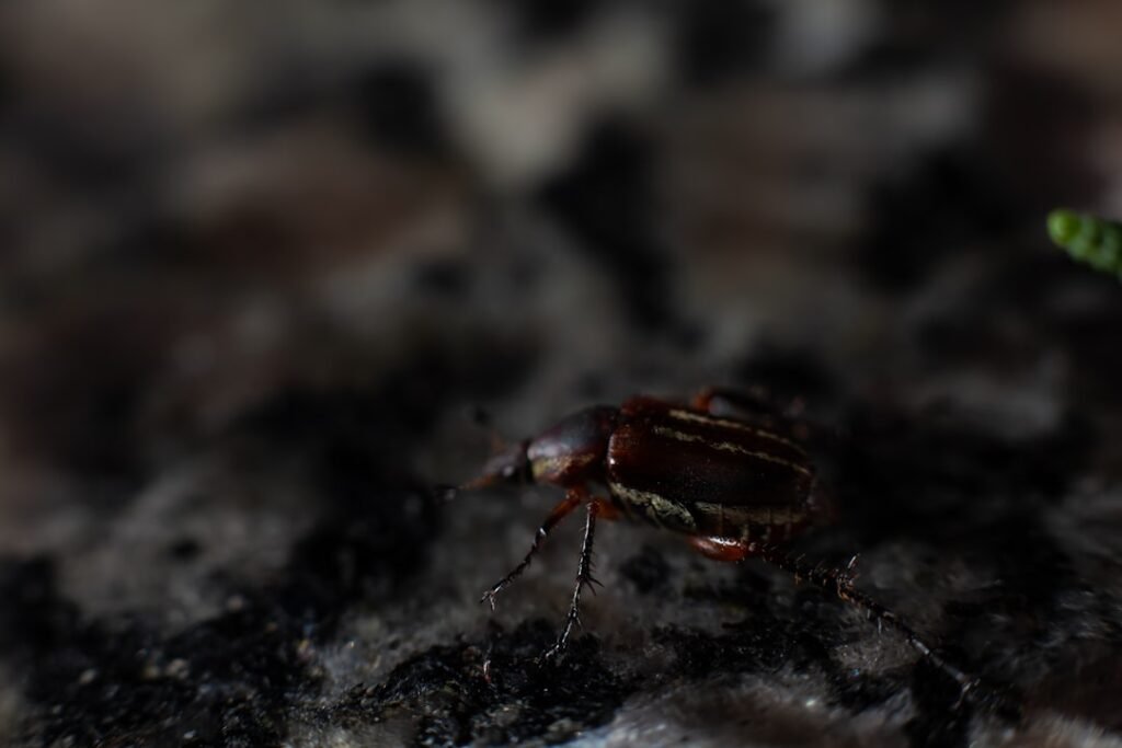 5 Steps to Check for Bedbugs in Your Hotel Room Photo check for bedbugs