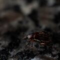 Photo check for bedbugs