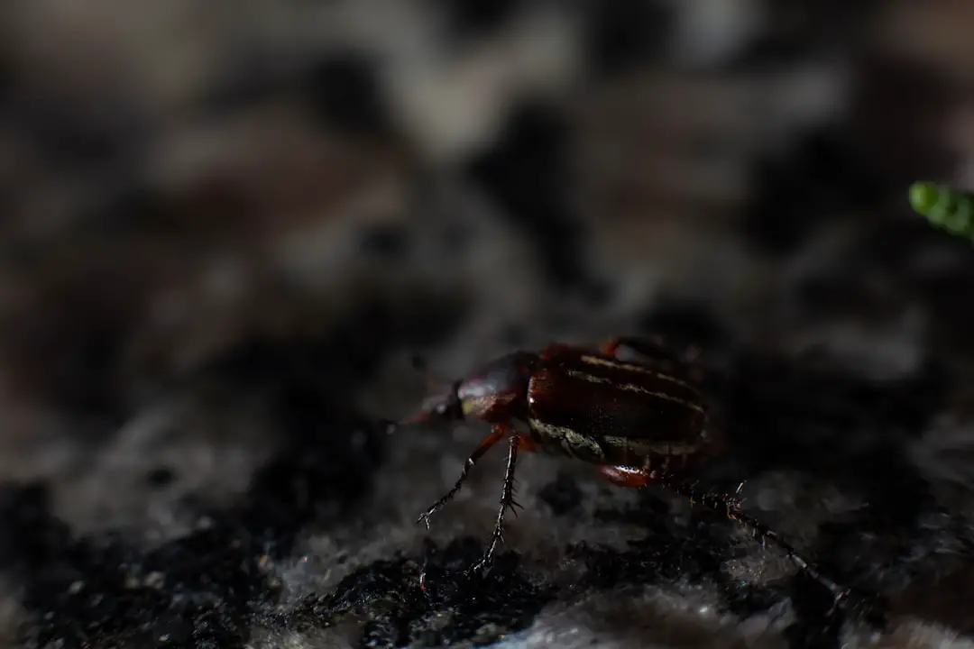 Photo check for bedbugs