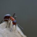 Photo check for bed bugs