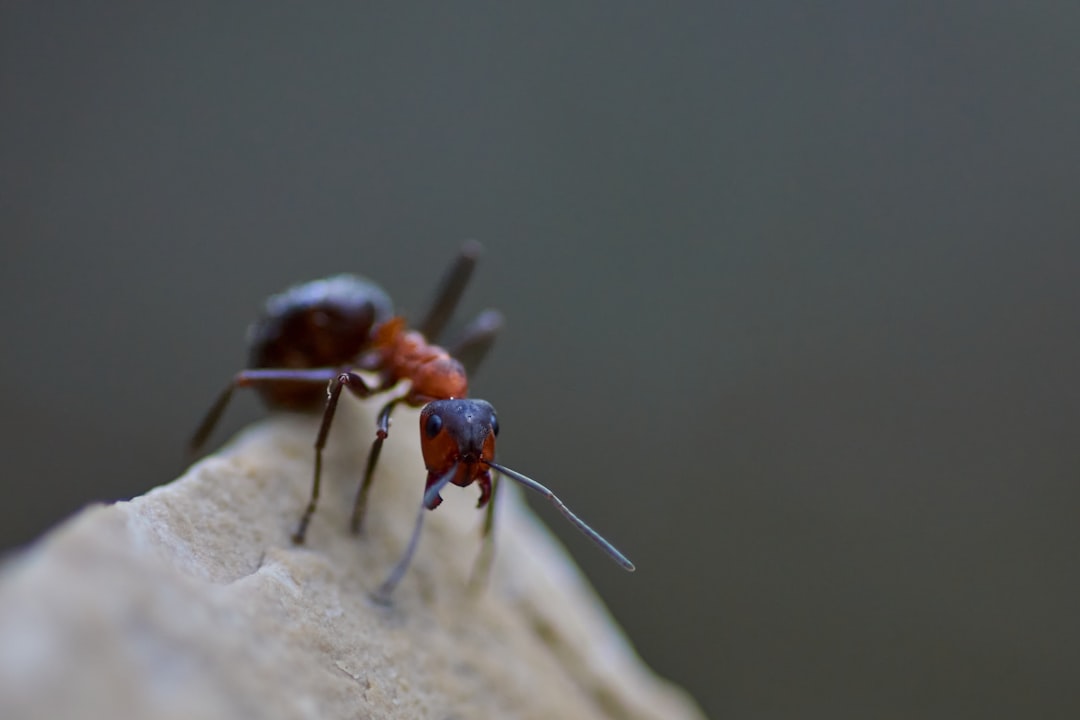 Photo check for bed bugs