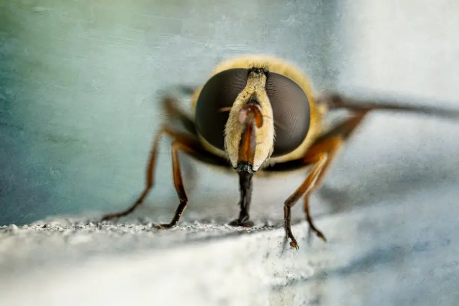 Photo check for bedbugs