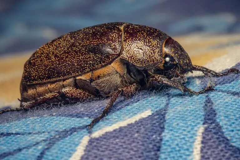 Photo bed bugs