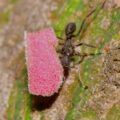 Photo bed bugs