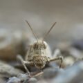 Photo bed bugs