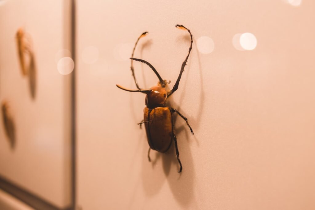 Photo inspect hotel room bed bugs