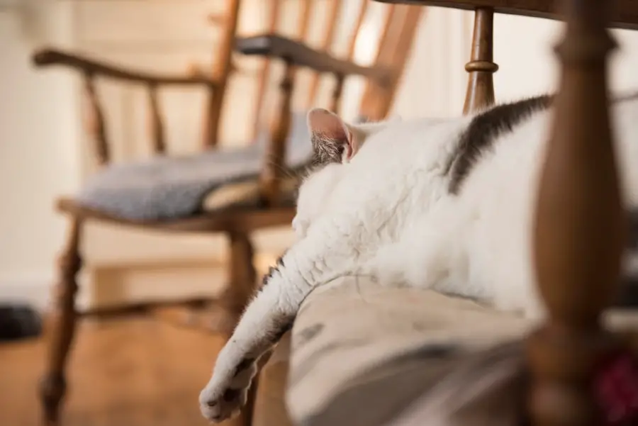 Photo comfy