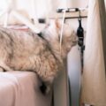 Photo allegiant airlines pets