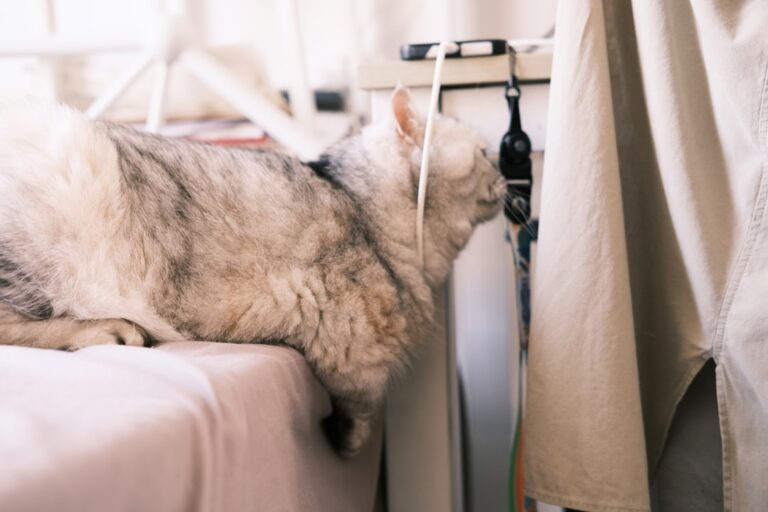 Photo allegiant airlines pets