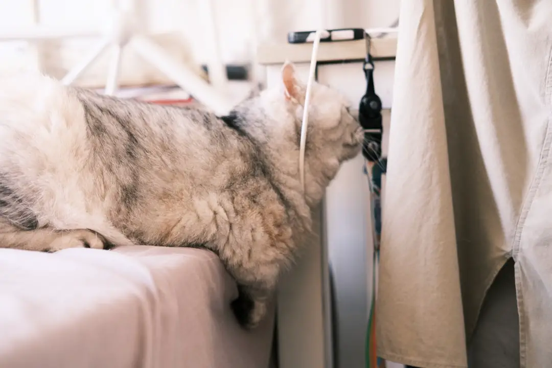 Photo allegiant airlines pets