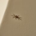 Photo check for bed bugs