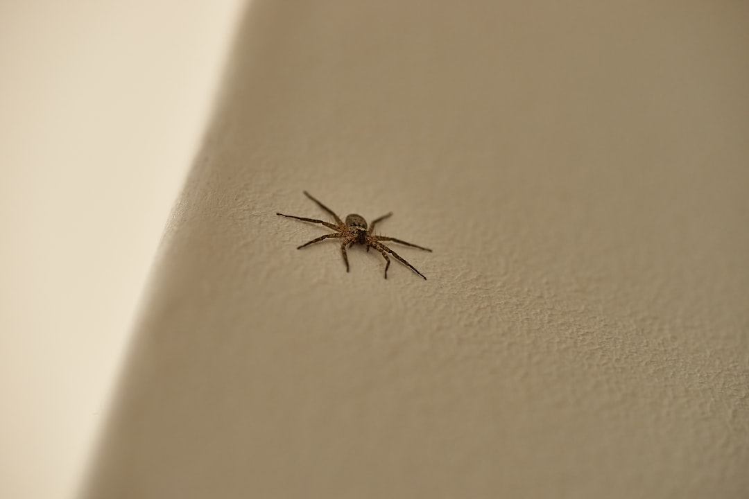 Photo check for bed bugs