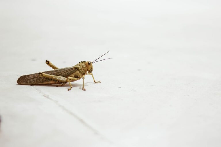 Photo inspect bed bugs
