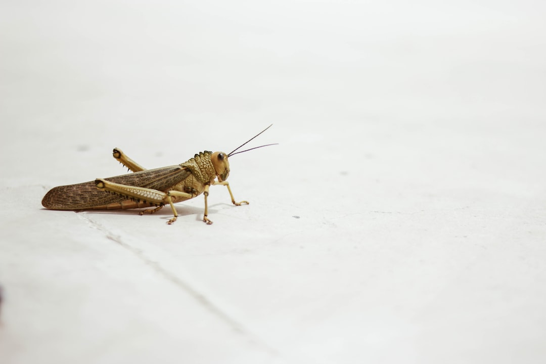Photo inspect bed bugs