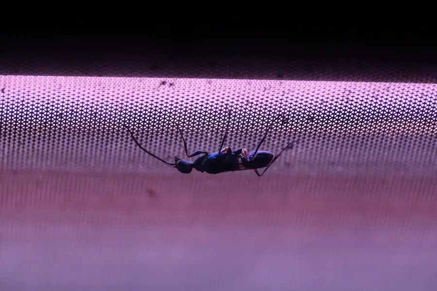 Photo inspect bed bugs