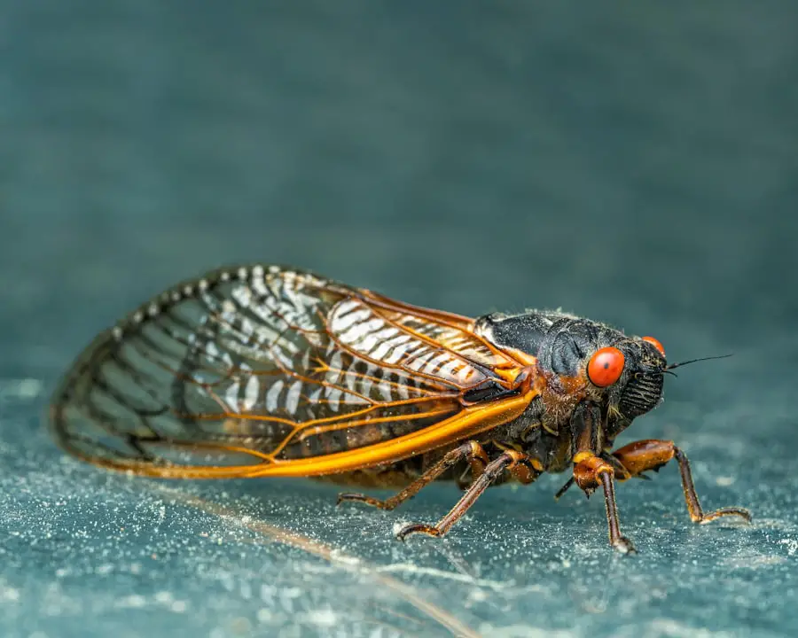 Photo bed bugs