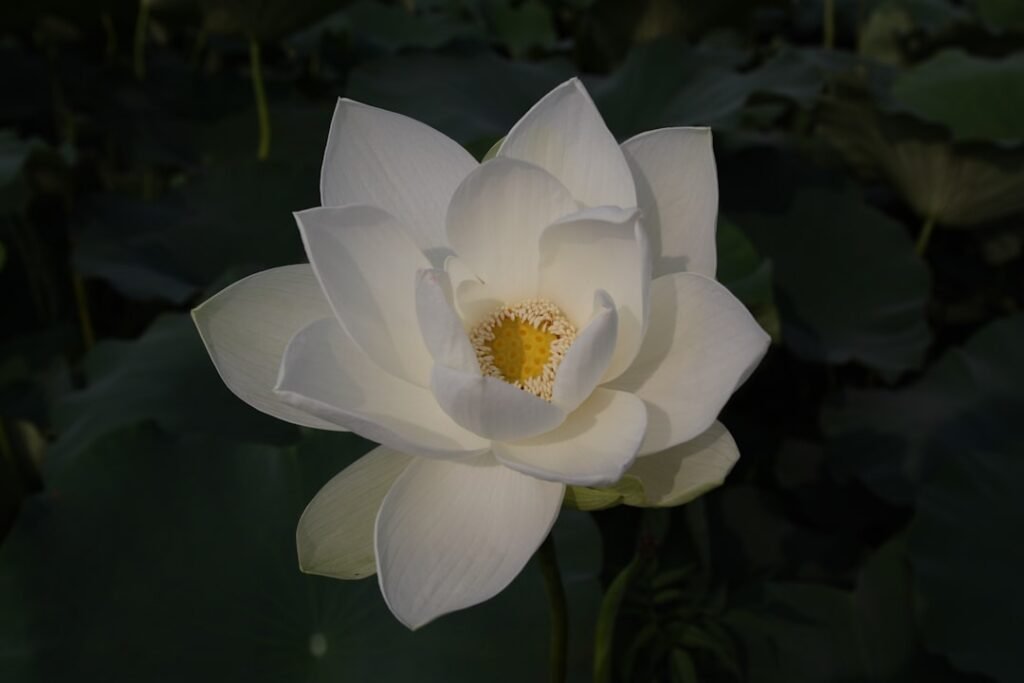 Photo hotel White Lotus season 3