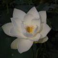Photo hotel White Lotus season 3