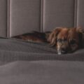 Photo hotels accept dogs