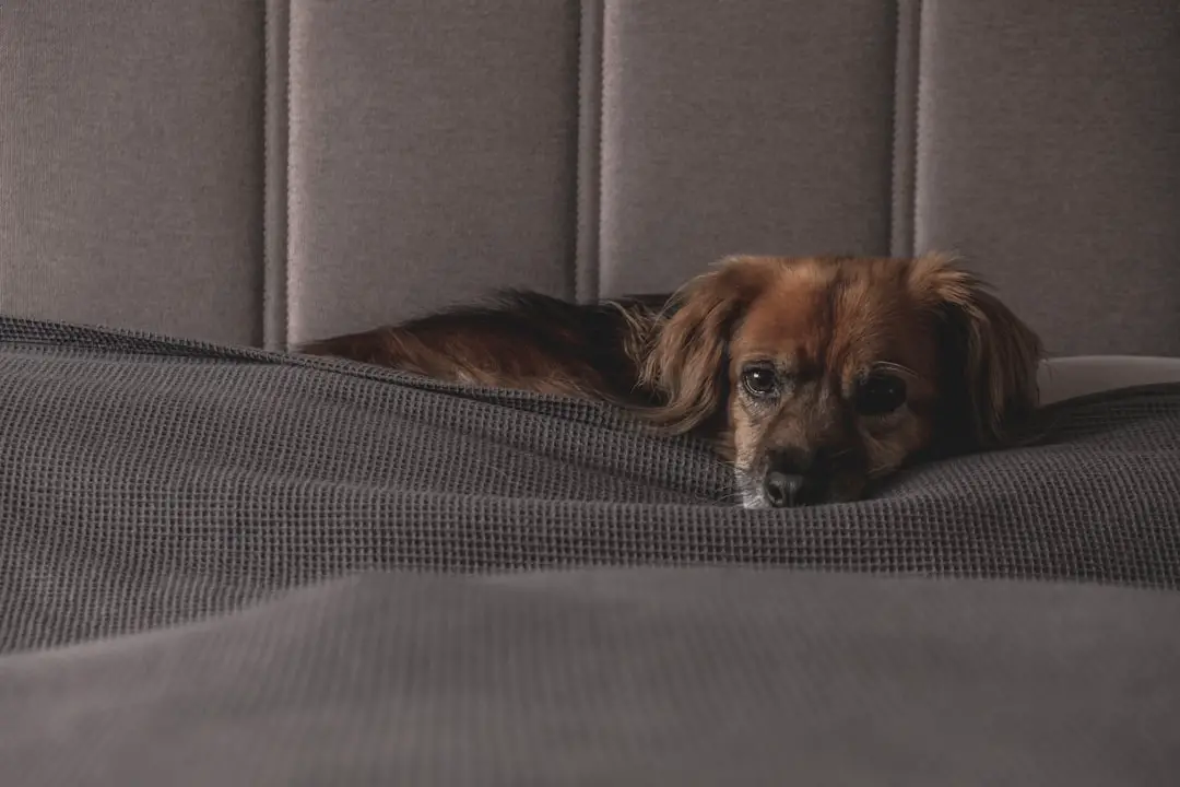 Photo hotels accept dogs