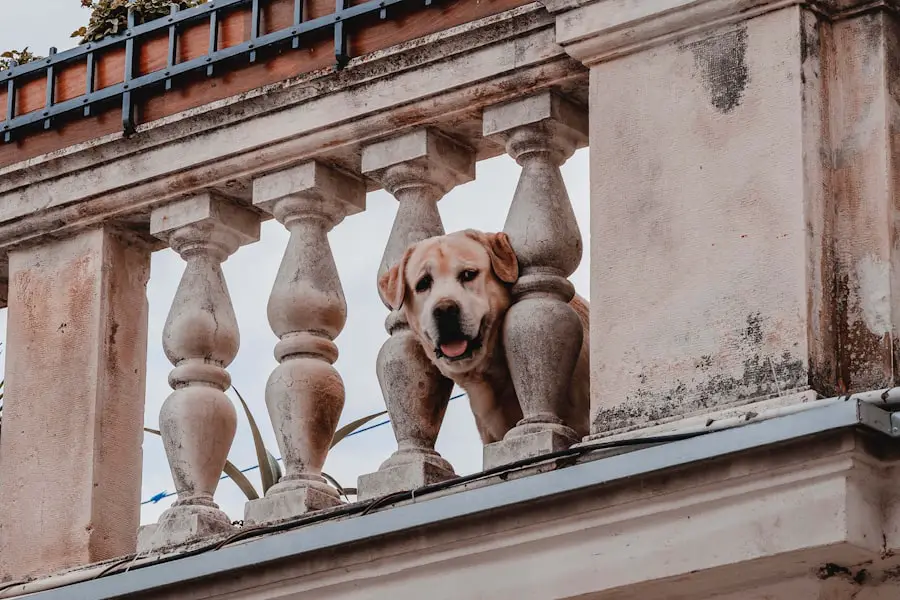 Photo hotels accept dogs
