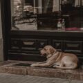 Photo hotels, pet friendly