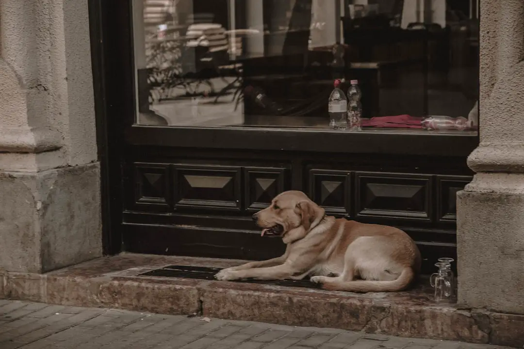 Photo hotels, pet friendly