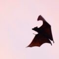 Photo dracula