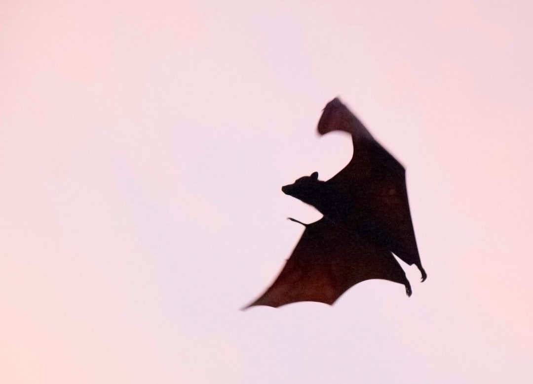 Photo dracula