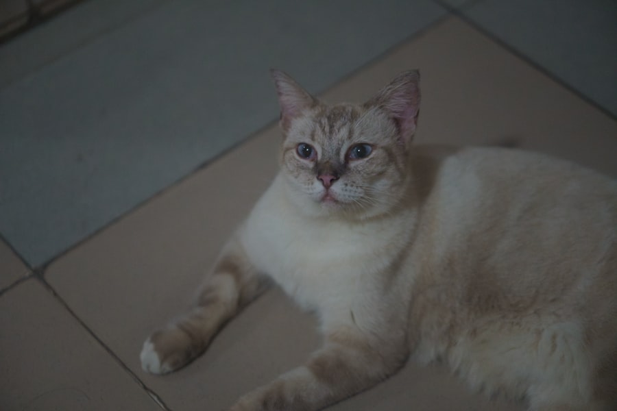 Photo Mavis