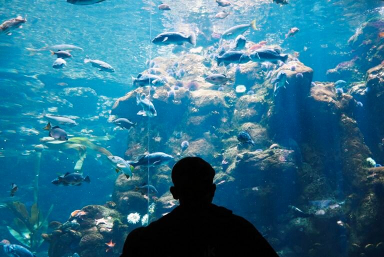 Indoor Things to Do in San Francisco, California: Beat the Heat or Rain Visitor watching fish in a large aquarium tank
