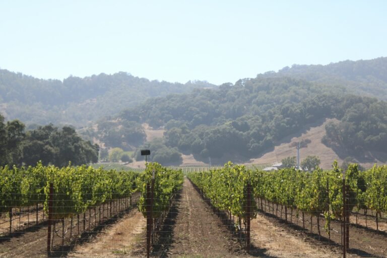 Rows of grapevines in a Napa Valley vineyard