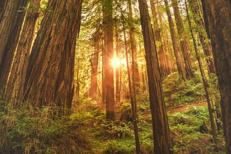 Best Hikes Near San Francisco, California Sunlight filtering through tall redwood trees near San Francisco