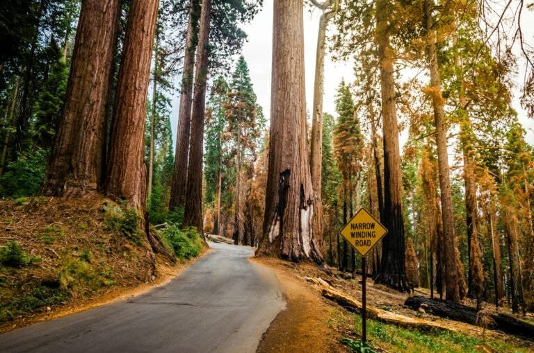 California Itinerary 10 Days Road through giant sequoia trees in Sequoia National Park, California